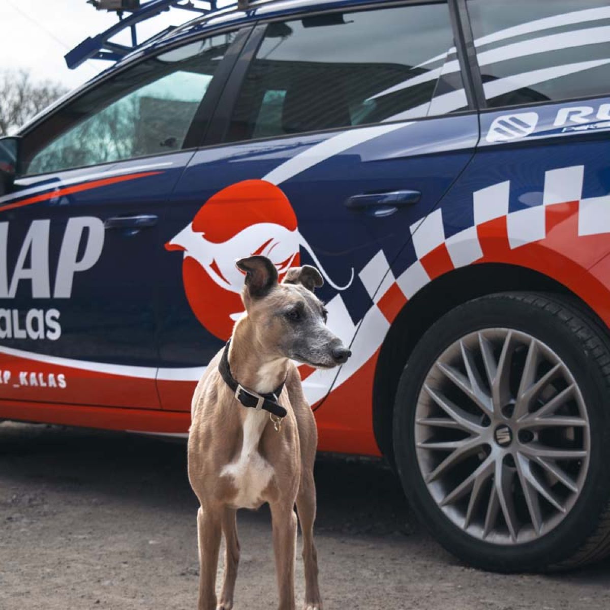 Close-up of TAAP Kalas branded SEAT estate with an Italian Greyhound standing in front.